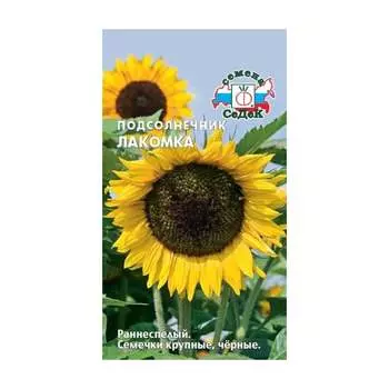 Семена СеДек 16553