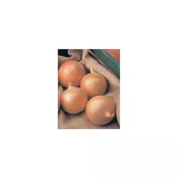 Семена СеДек I0000002218