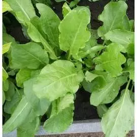 Щавель семена РУССКИЙ ОГОРОД