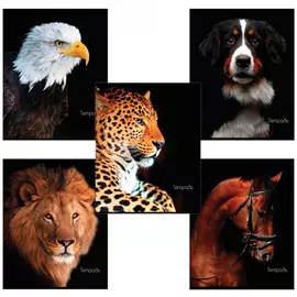 Тетрадь BRAUBERG