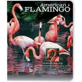 Тетрадь Bruno Visconti