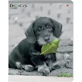 Тетрадь Bruno Visconti