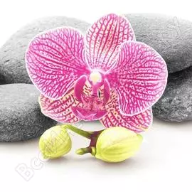 Тканевая шторка для ванной комнаты Melodia della vita MZ-75 Мудрость 20845