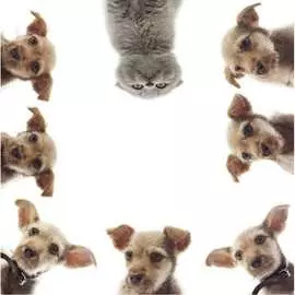 Тканевая шторка для ванны Melodia della vita И кто тут главный? MZ-134 20906