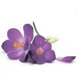 Тканевая шторка для ванны Melodia della vita Нежные крокусы MZ-142 20914