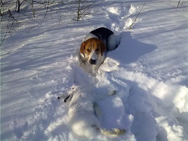 Собака и добытый заяц