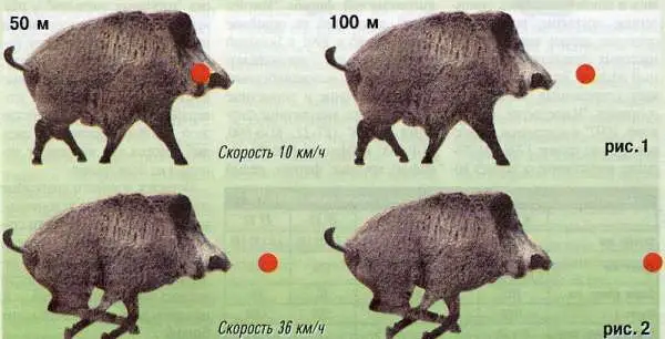 Схема стрельбы по бегущему кабану