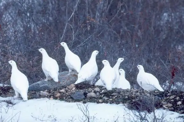 Белые куропатки