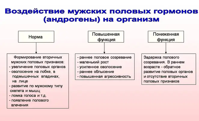 Воздействие мужских половых гормонов (андрогены) на организм