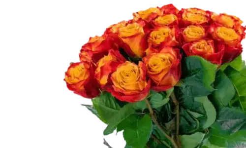 Изображение для подборки Премиум розы