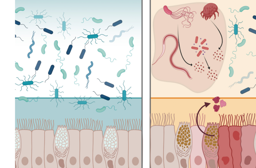 Природный белок может защитить желудочно-кишечный тракт от инфекций.