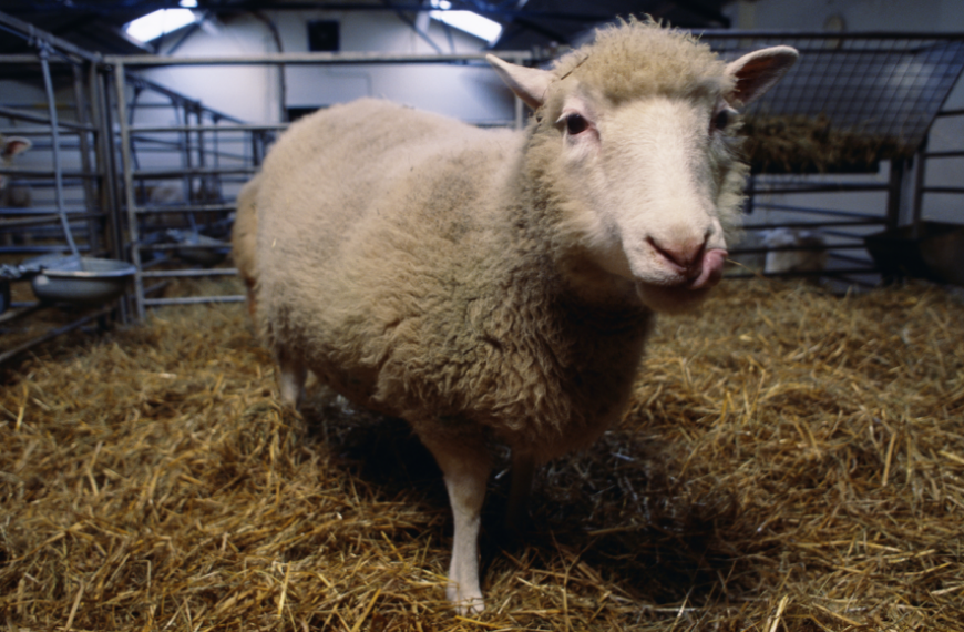 Ученые говорят: Клонировать