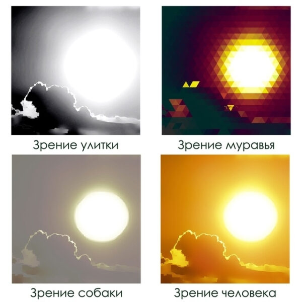 Мы никогда не сможем на 100% узнать, как животные видят реальность, потому что их мозг обрабатывает информацию иначе, чем человеческий