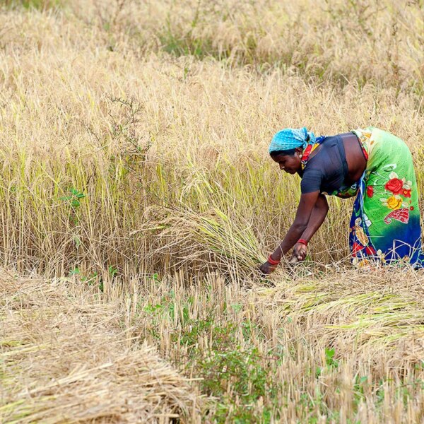 Женщина в поле собирает урожай сельскохозяйственных культур вручную.