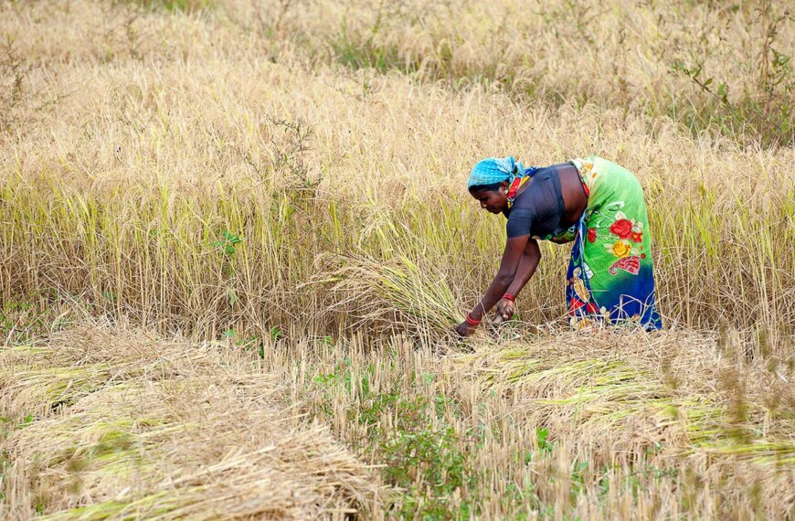 Женщина в поле собирает урожай сельскохозяйственных культур вручную.