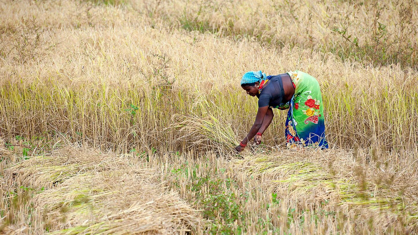 Женщина в поле собирает урожай сельскохозяйственных культур вручную.