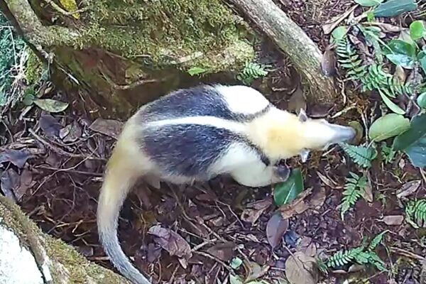 Муравьед на лесной почве, окружённый листьями и ветками.