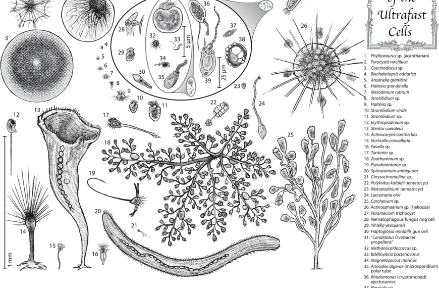 Иллюстрация ультрабыстрых клеток: разнообразные формы и виды микроскопических организмов.