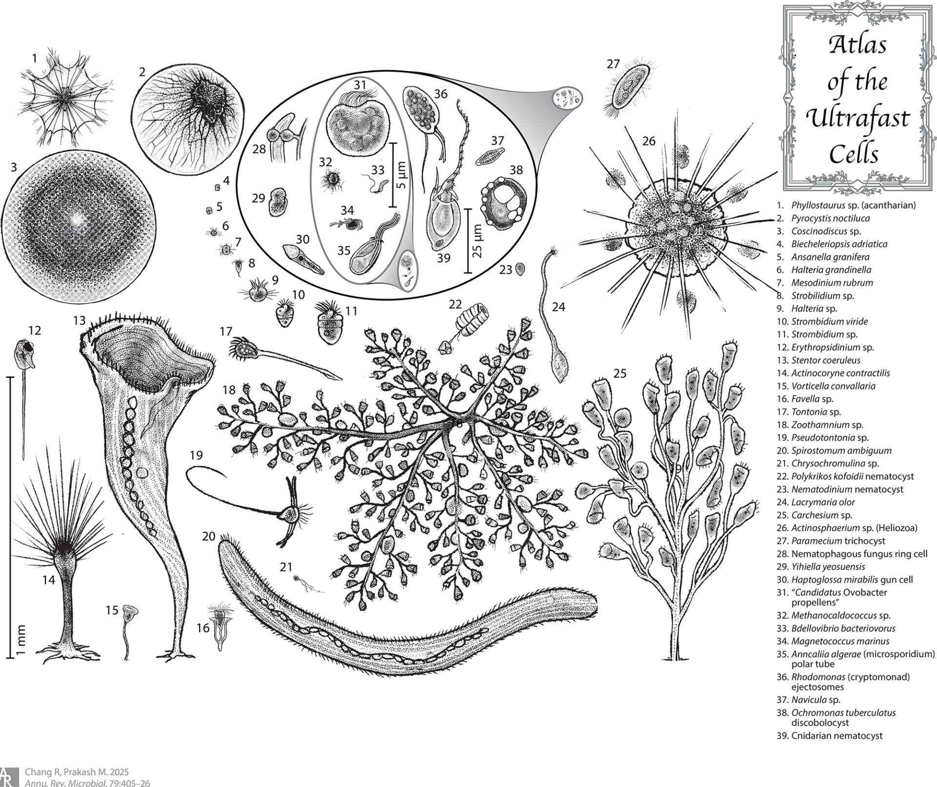 Иллюстрация ультрабыстрых клеток: разнообразные формы и виды микроскопических организмов.