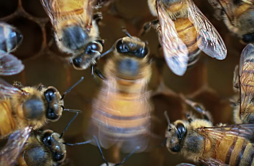 Пчелы в улье приносят нектар, крупный план, работа насекомых в природе.