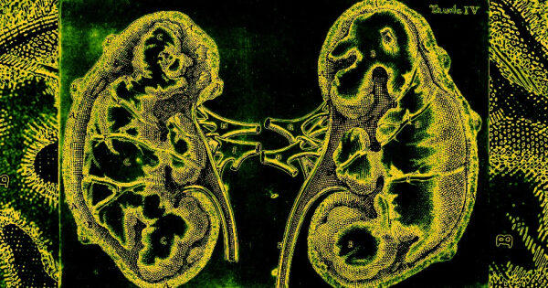 Желтые контуры почек на черном фоне, анатомическая иллюстрация.