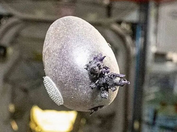 Картофель с ростками в невесомости на фоне космического оборудования.