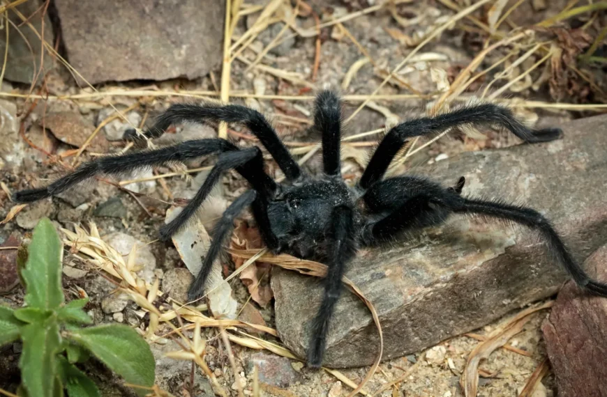 Чёрный тарантул на земле среди камней и сухой травы.