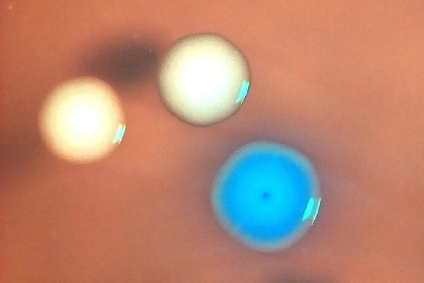 Три размазанных шара на коричневом фоне, два белых, один синий, абстрактное изображение.