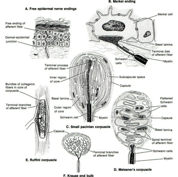 Диаграмма кожных нервных окончаний и рецепторов: Меркель, Руффини, Мейсснера, Пацини, Краузе.