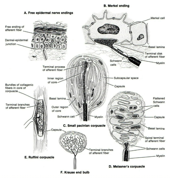 Диаграмма нервных окончаний: Меркель, Пачини, Руффини, Мейсснера, концевые луковицы Краузе.