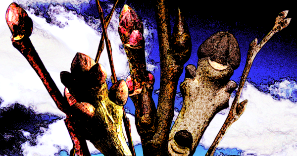 Яркие почки на ветвях дерева на фоне неба и облаков.