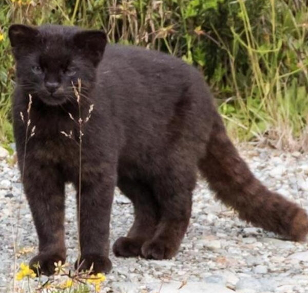 Знакомьтесь — Чилийский дикий кот, или конкод — уникальный представитель фауны Чили
