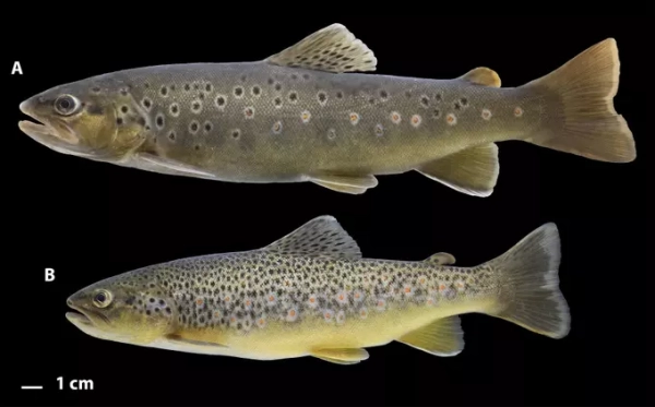 Две рыбы с пятнистой чешуей, вид с боку, сравнение размеров, метка шкалы 1 см.