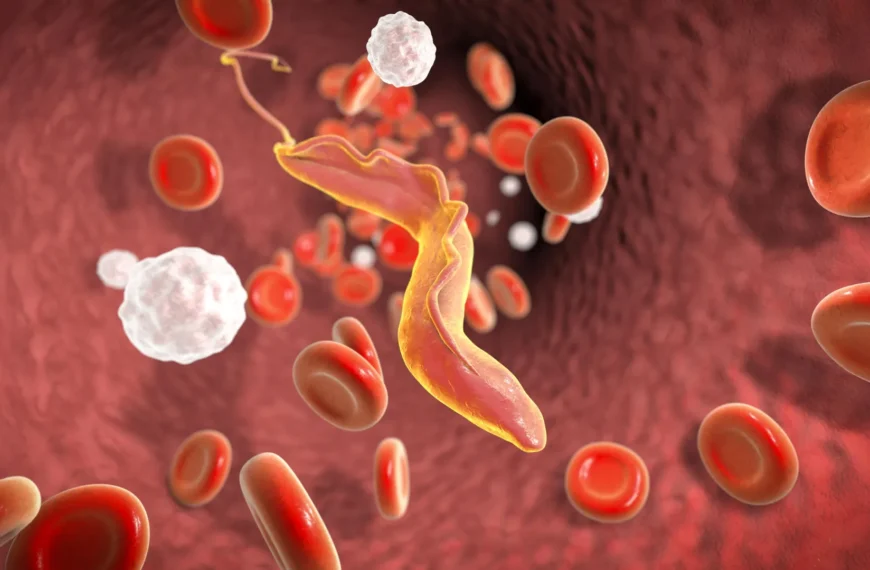 Паразит в крови: трипаносома среди красных и белых кровяных клеток. Биология, инфекция.