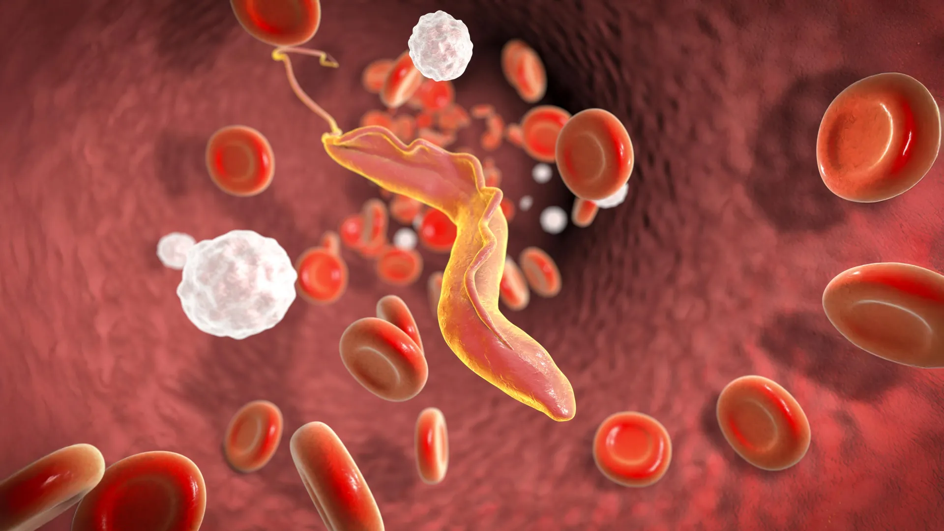 Паразит в крови: трипаносома среди красных и белых кровяных клеток. Биология, инфекция.