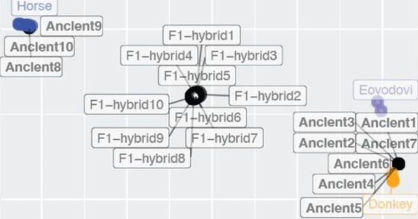 Диаграмма родословной с древними и гибридными лошадьми и ослами.
