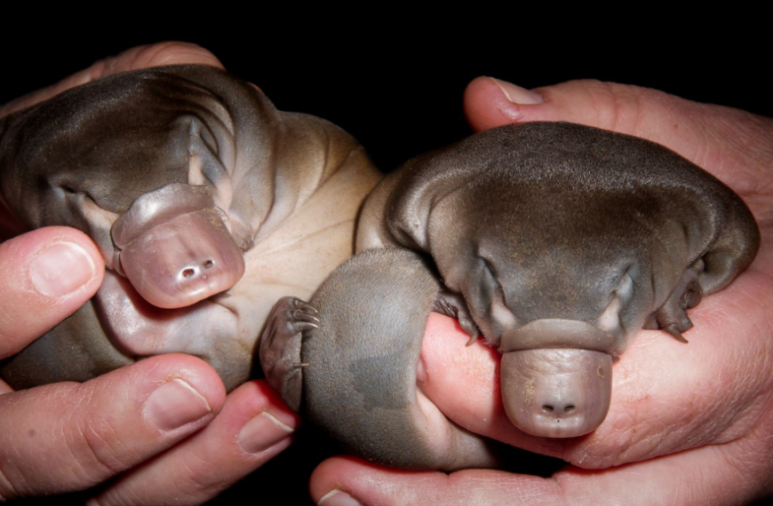 Птенцы утконоса на руках, крупный план.