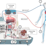 Схема системы OrganOx для поддержки работы печени и сердца человека.