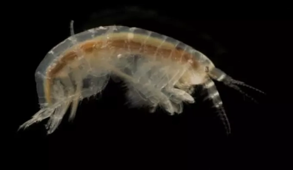 Полупрозрачный бокоплав на черном фоне, вид сбоку.