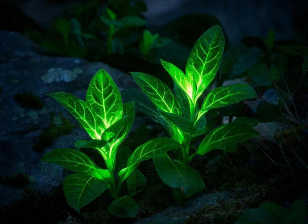 Светящиеся в темноте зеленые листья растений на каменистой поверхности, ночной вид.