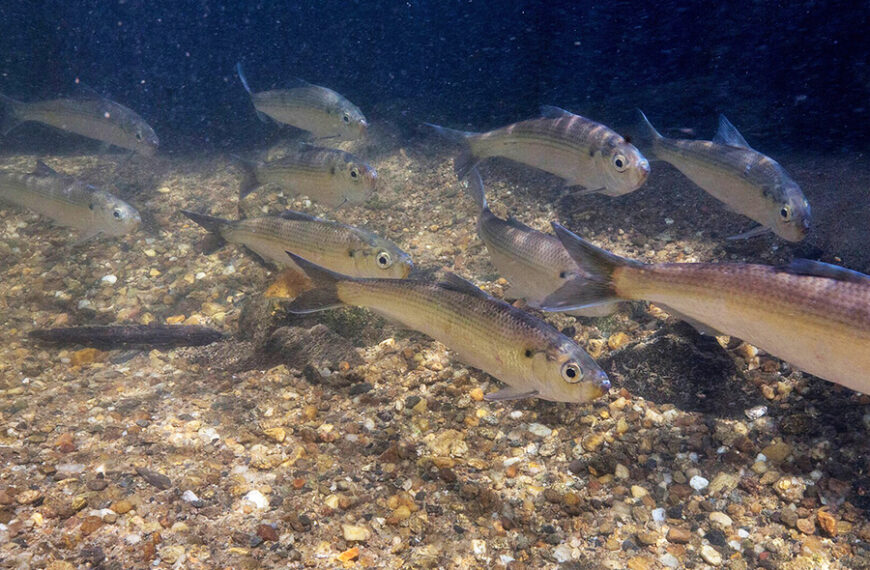 Стайка рыб плавают на фоне каменистого дна в прозрачной воде.
