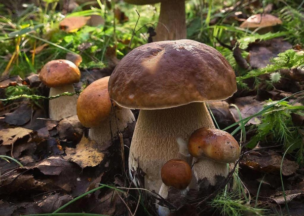 Белые грибы в лесу, окружённые зеленью и опавшими листьями, на солнечной поляне.