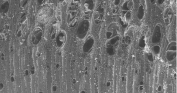 Микроскопическое изображение текстуры древесины, видны поры и волокна дерева.