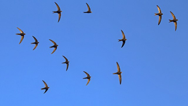 Стая стрижей летит на фоне голубого неба.