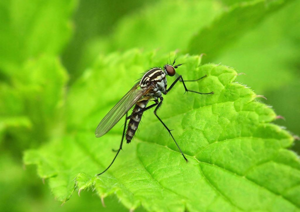 Комар на зеленом листе, макросъёмка насекомого на природе.