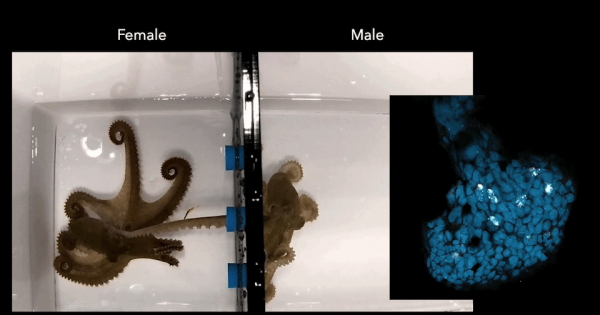 Два осьминога в контейнерах, а рядом синее изображение клетки осьминога.
