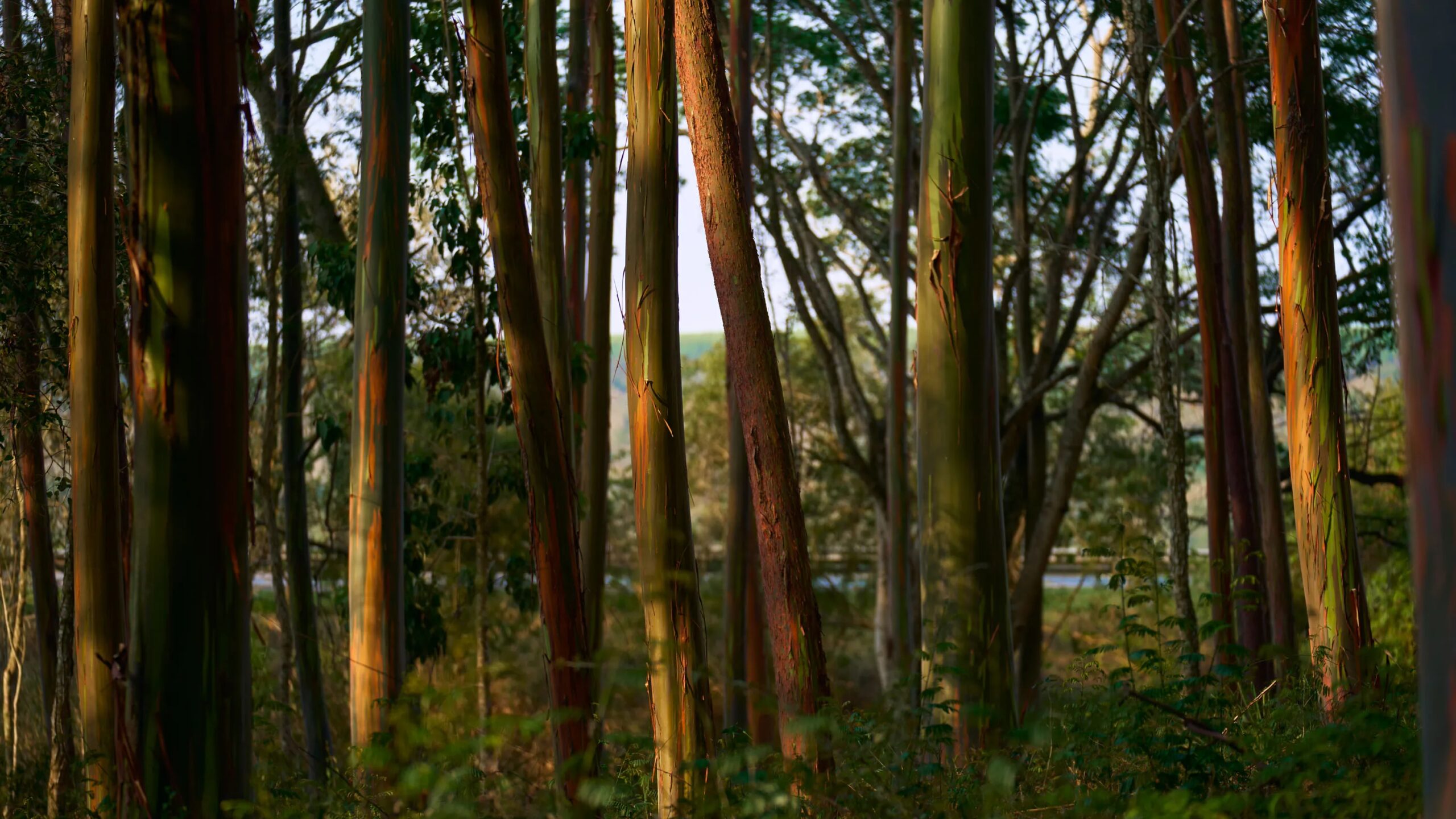 Загрузка: Влияние ИИ на рынок труда и центры обработки данных в космосе 2 Эвкалиптовый лес при закате, яркие цвета коры деревьев и густая растительность.