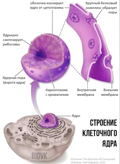Схема строения клеточного ядра: ядрышко, мембраны, хроматин, поры.