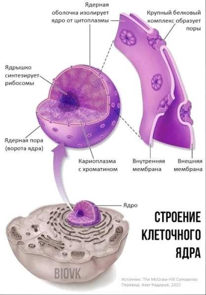 Продолжаем уроки познавательного клетковедения на волнах паблика «Биология» 2 Схема строения клеточного ядра: ядрышко, мембраны, хроматин, поры.