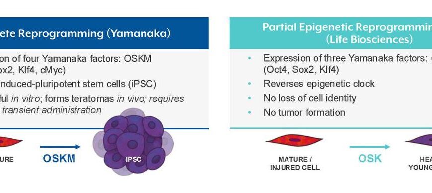 Сравнение полного и частичного перепрограммирования клеток факторами Яманаки: OSKM и OSK.